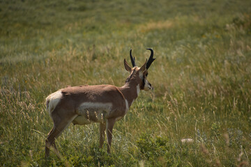 Naklejka na ściany i meble Fantastic Profile of a Young Pronghorn Antelope Buck