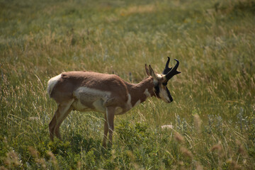 Grasslands with a Pronghorn Antelope in It