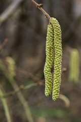 Common hazel Corylus avellana, in the spring blooms in the forest