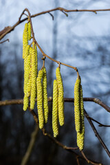Common hazel Corylus avellana, in the spring blooms in the forest