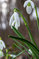 Obraz premium White snowdrop flowers close up. Galanthus blossoms illuminated by the sun in the green blurred background, early spring. Galanthus nivalis bulbous, perennial herbaceous plant in Amaryllidaceae family