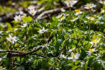 The many white wild flowers in spring forest. Blossom beauty, nature, natural. Sunny summer day, green grass in park. Anemonoides nemorosa