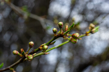 Floral background with white flowers and green leaves. Plum blossoms in the spring garden. Wild plums tree blossom blooming. Macro, close-up.Selective focus