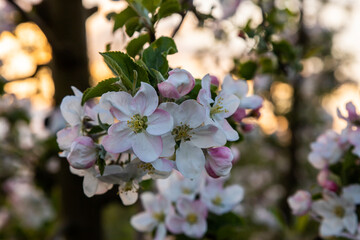Flower buds, flowers and green young leaves on a branch of a blooming apple tree. Close-up of pink buds and blossoms of an apple tree on a blurred background in spring. Selective focus