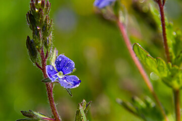 Closeup on the brlliant blue flowers of germander speedwell, Veronica chamaedrys growing in spring in a meadow, sunny day, natural environment