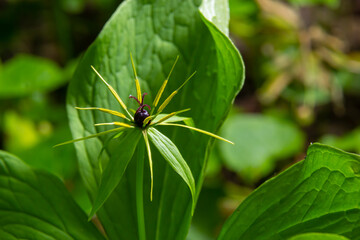 Paris quadrifolia. Flower close-up of the poisonous plant, herb-paris or the knot of true lovers. Blooming grass Paris. Crow's eye or raven eye, poisonous berry in the forest