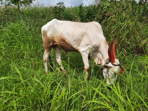 a white indian bull khillari with large, curved horns peacefully chews on grass in a lush field of tall, green blades.