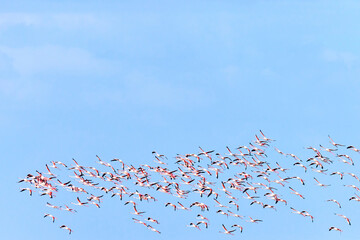 Flamingos in the sky. A flock of flying pink flamingos against a blue sky. View of a flying flock of flamingos against a blue sky.  © Yerbolat