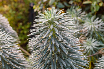 Naklejka na ściany i meble close up of pine needles with raindrops in winter