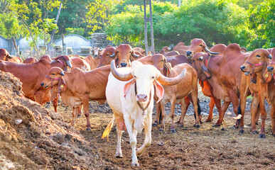 Herd of Gir Cow at a Dairy Farm in Gujarat, India