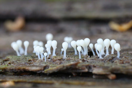 Hemitrichia clavata, a slime mold from Finland, no common English name