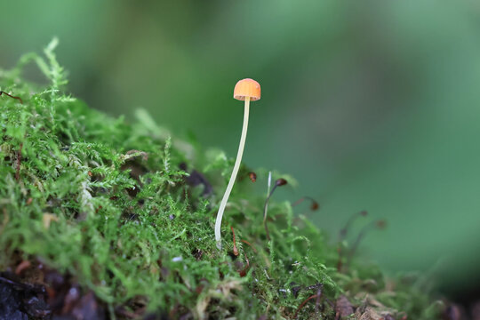 Orange bonnet, Mycena acicula, also known as coral spring Mycena, wild mushroom from Finland