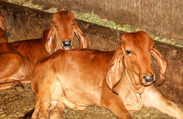 Gir cow calves n a dairy farm in Gujarat, India