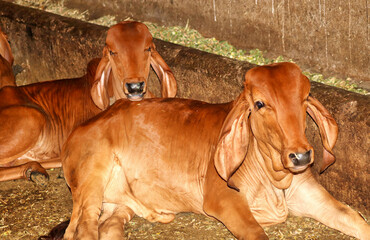 Gir cow calves n a dairy farm in Gujarat, India © Mudassar