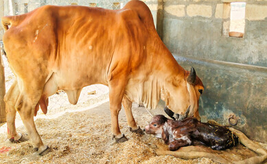 Gir cow licking the new born calf © Mudassar