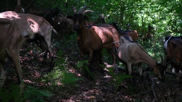 Goats in the wood