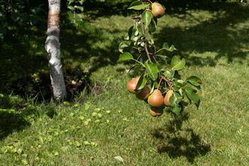 Pears growing on a tree in an orchard. The branch with the pears bent down to the ground.