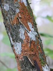 Rusty porecrust, Phellinus ferruginosus, also called Fuscoporia ferruginosa, polypore fungus from Finland