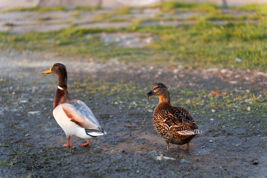 A duck couple walks in the light of the setting sun. High quality photo