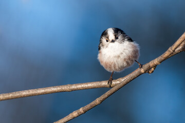 Long-tailed tit (Aegithalos caudatus) on a cold winter day, Perth, Scotland