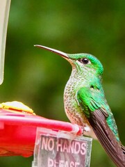 hummingbird on a branch