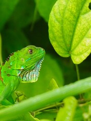 green lizard on a branch