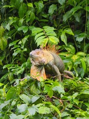 Fototapeta premium iguana on a tree
