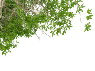 Green leaves isolated on white