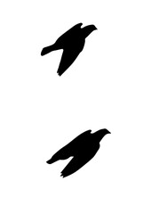 鳩 ハト 空飛ぶハト 飛行姿勢 羽ばたき 羽ばたくハト シルエット