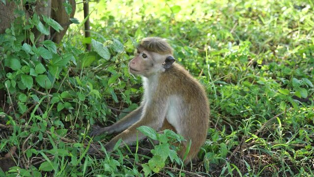 Udawalawe, Sri Lanka: Ein sitzender Ceylon-Hutaffe