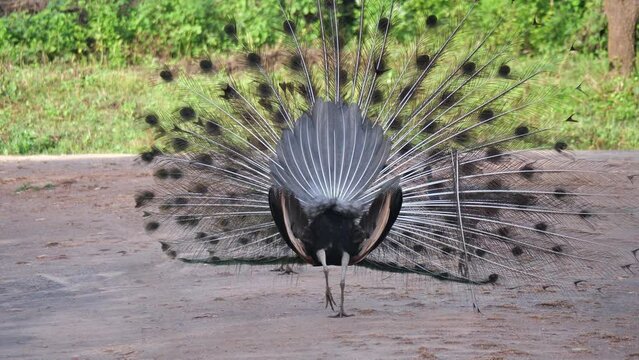 Udawalawe, Sri Lanka: Ein balzender Blauer Pfau