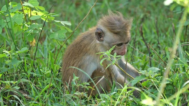 Udawalawe, Sri Lanka: Ein Ceylon-Hutaffen Jungtier beim Fressen