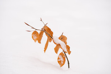Suche liście na gałązce wbite w śnieg - obrazy, fototapety, plakaty