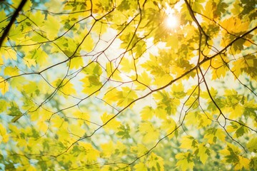 Obraz premium canopy of green leaves with sunlight filtering through