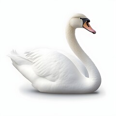 : White swan isolated on transparent or white backgroun