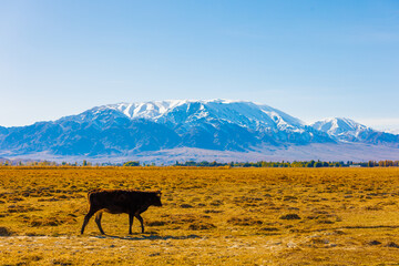 milk cow walking back home from free-range grazing on yellow dry grass field in front of mountains...