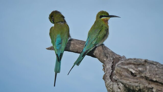 Yala Nationalpark, Sri Lanka: Zwei Blauschwanzspinte auf einem Ast