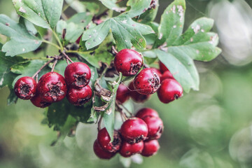 Obraz premium Zdjęcie makro owoców jarzębiny czerwonej. Macro photo of red rowan fruit. 