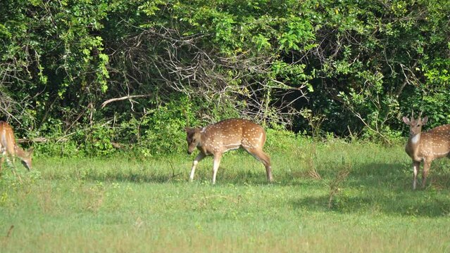 Yala Nationalpark, Sri Lanka: Ein Axishirsch in Bewegung