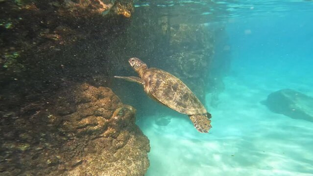 Turtle feeding and swimming with morning sun rays shining through the water