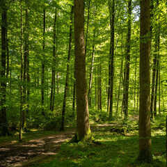 Fototapeta na wymiar forest recreation area of people