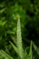 Close up of green fern leaves in the forest