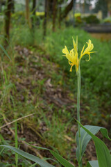 Yellow flowers of Canna indica, Gran Canaria