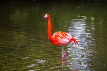 Red-orange flamingo in water