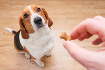 Unrecognizable person feeding beagle. Happy dog taking treat from male hand at home. Cute dog.