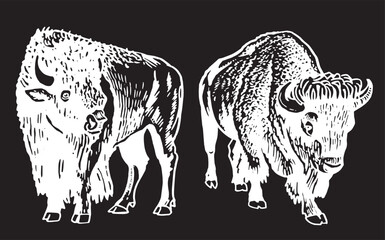 Vector hand-drawn set of bisons on black , graphical illustration	