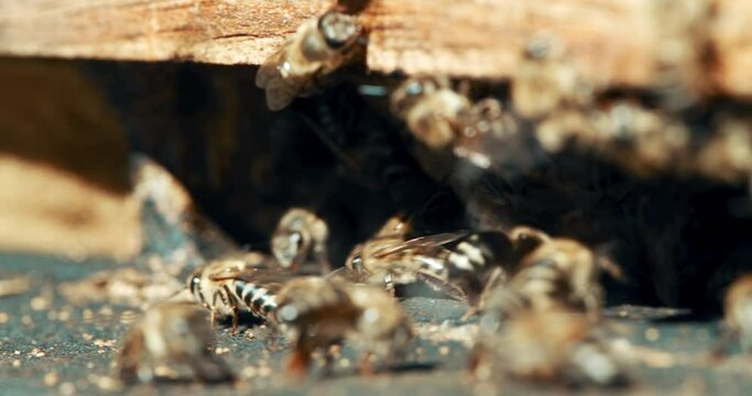 Bee, farm and environment, beekeeping and insect for pollen, sustainability and hive, conservation and nature. Honey, production and agriculture with industry, process and beeswax for harvesting