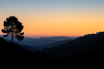 Sunset Silhouettes in the Mountain Forest