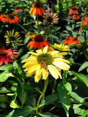 Yellow coneflower with red and orange daisies in the garden