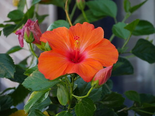 Orange hibiscus flower in a pot with green leaves. © GemStocks